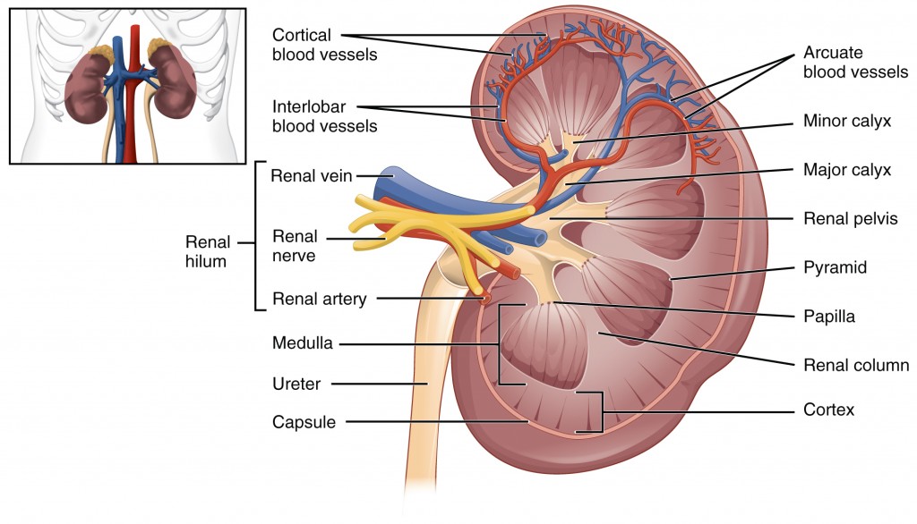 Normal Kidney function